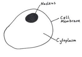 The cell wall of plants is made of cellulose and in many plants has an additional polymer called lignin which provides. From Very Small To Even Smaller Cat The Science Tutor Oxford