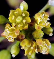 Image result for Rorippa