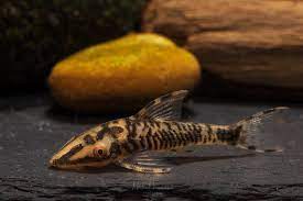This loricariidae article is a stub. Otocinclus Nannoptopoma Or Hypoptopoma Ig Bssw E V