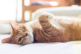 Cat Pregnancy Stages: A Week-By-Week Guide | Canna-Pet®