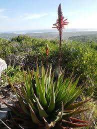 Image result for Aloe bukobana