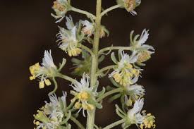 Image result for Resedaceae