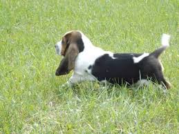 Basset hounds—buckle at 3 years old and bella the basset puppy at 5 months old—buckle the male is strong and wise. Basset Hound Puppies 8 Weeks Old For Sale In Spokane Washington Classified Americanlisted Com