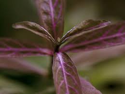 Image result for Hygrophila okavangensis