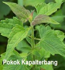 Artikel ini akan memberi panduan secara lengkap dan betul mengenai kaedah solat dalam pesawat udara. Anim Agro Technology Pokok Kapalterbang Hebatnya