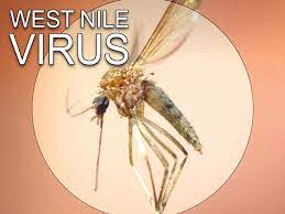 Țânțari purtători ai virusului west nile au fost depistați rece nt în capitala, potrivit unor date transmise autorităților sanitare, dar și municipalității, fiind solicitată luarea de măsuri urgente preponderent în zona centrală. West Nile Virus West Nile Virus Glogster Edu Interactive Multimedia Posters