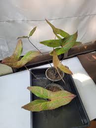 Image result for Disperis johnstonii