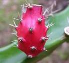 Filo spinato Cactus, rara acanthocereus tetragonus cereus semi ...