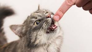 Check spelling or type a new query. Arti Mimpi Digigit Kucing Kucing Co Id