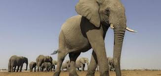 تفسير رؤية خرطوم الماء في المنام للعزباء. Ø§Ù„ÙÙŠÙ„ ÙÙŠ Ø§Ù„Ù…Ù†Ø§Ù… Ù…ÙˆÙ‚Ø¹ Ù…Ø­ØªÙˆÙŠØ§Øª