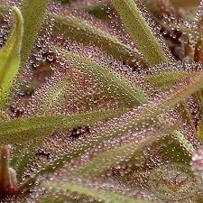 Image result for Drosera