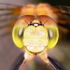 Black And Yellow Dragonfly With Green Eyes Pin On Macro And Nature