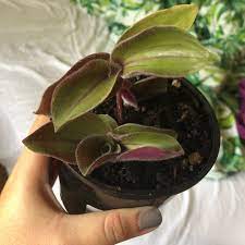 Maybe you would like to learn more about one of these? Tradescantia Cerinthoides Syn Tradescantia Blossfeldiana Tradescantia Red Hill Flowering Inch Plant In Gardentags Plant Encyclopedia