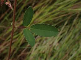 Image result for Desmodium nicaraguense