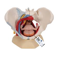 Related online courses on physioplus. Anatomical Teaching Models Plastic Human Pelvic Models Female Pelvis With Ligaments Vessels Nerves Pelvic Floor Muscles And Organs