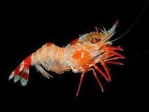 نتيجة بحث الصور