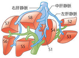 肝臓の病気 日本消化器外科学会