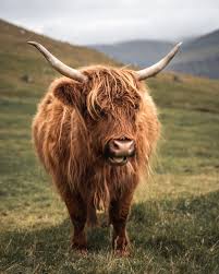 Why buy a scottish fold kitten for sale if you can adopt and save a life? 100 Highland Cow Pictures Download Free Images On Unsplash