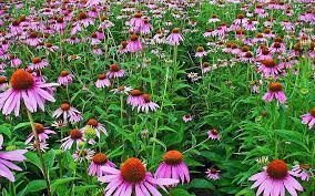 Also known as flowering cabbage or flowering kale. Echinacea Americana In The Garden Piedmont Master Gardeners