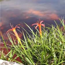 Image result for Velloziaceae