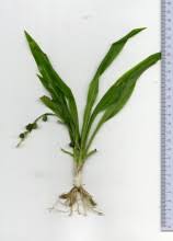 Image result for Chrysochloa hindsii