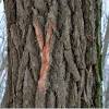 Sassafras albidum is an ayurvedic plant. 3