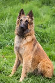 Is Your Dog Among The World S Smartest Breeds