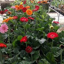 Tanaman ini menyajikan keunikan warna yang sangat elok dan memikat jika diaplikasikan sebagai penghias dalam ruangan. Kualitas Super Tanaman Gerbera Bunga Hebras Tanaman Bunga Gerbera Holland Siap Berbunga Rimbun Berkualitas Terbaik Tanaman Hias Bunga Gerbera Bunga Hebras Tanaman Bunga Tanaman Hias Hidup Cod Tanaman Hias Krisan Aster Bunga