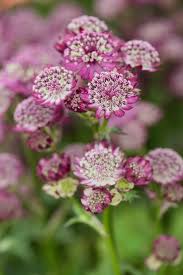 Image result for Astrantia majon `Abbey Road`