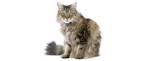RagaMuffin Cat & Kittens for Adoption - RagaMuffin Cat World