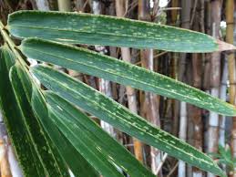 Check spelling or type a new query. What Are Bamboo Mites Tips For Managing Bamboo Mites In The Garden