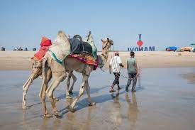 Whether it's to pass that big test, qualify for that big promotion or even master that cooking technique; Where Camels Take To The Sea Hakai Magazine