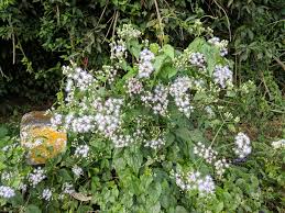 Image result for Mikania