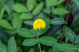 Image result for Arachis