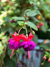 Keep reading to find out. 12 Gorgeous Annuals That Thrive In The Shade Shade Flowers Annual Flowers Shade Annuals