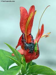 Image result for Ruttya fruticosa