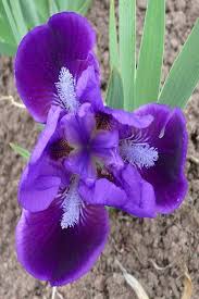 Bearded irises are a particular passion for us; Dwarf Bearded Irises Offer Gardeners Many Advantages Csmonitor Com