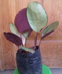Toko online jual tanaman hias bandung. Jual Tanaman Calathea Silver Plate Bibitbunga Com