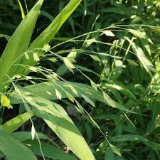 Image result for Chasmanthium latifolium