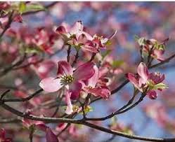 Satomi offers heavenly pink bracts in spring and is an upright spreading cultivar that attracts butterflies. The Chosen One Cornus Florida Designscapes Of Nc Ltd