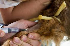 Dogs with lymphoma will need to see a cancer specialist, called a veterinary oncologist. Treatment Of Lymphoma In Dogs Life Expectancy