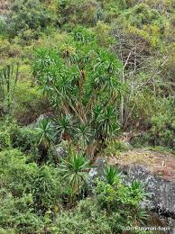 Image result for Dracaena steudneri