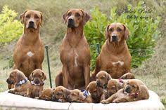 Image result for rhodéský ridgeback