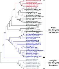 Image result for Danthoniopsis dinteri