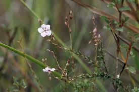 Image result for Ochna richardsiae