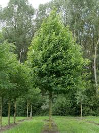 Image result for Eriosema monticola