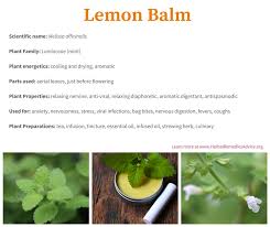 It was used as far back as the middle ages to relieve stress, promote sleep, improve appetite, ease discomfort associated with indigestion and treat cold sores. The Lemon Balm Plant