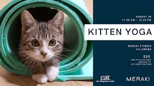 Find birmen for sale in portland on oodle classifieds. Cat Adoption Team Sherwood Cat Rescue Cat Adoption Center