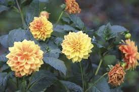 Facts On Dahlia Flower Seeds How To Plant Dahlia Seeds