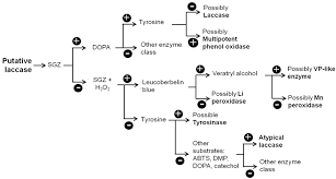 Laccases From Actinobacteria What We Have And What To